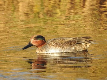 Eurasian Teal 境川遊水地公園 Sun, 12/1/2019