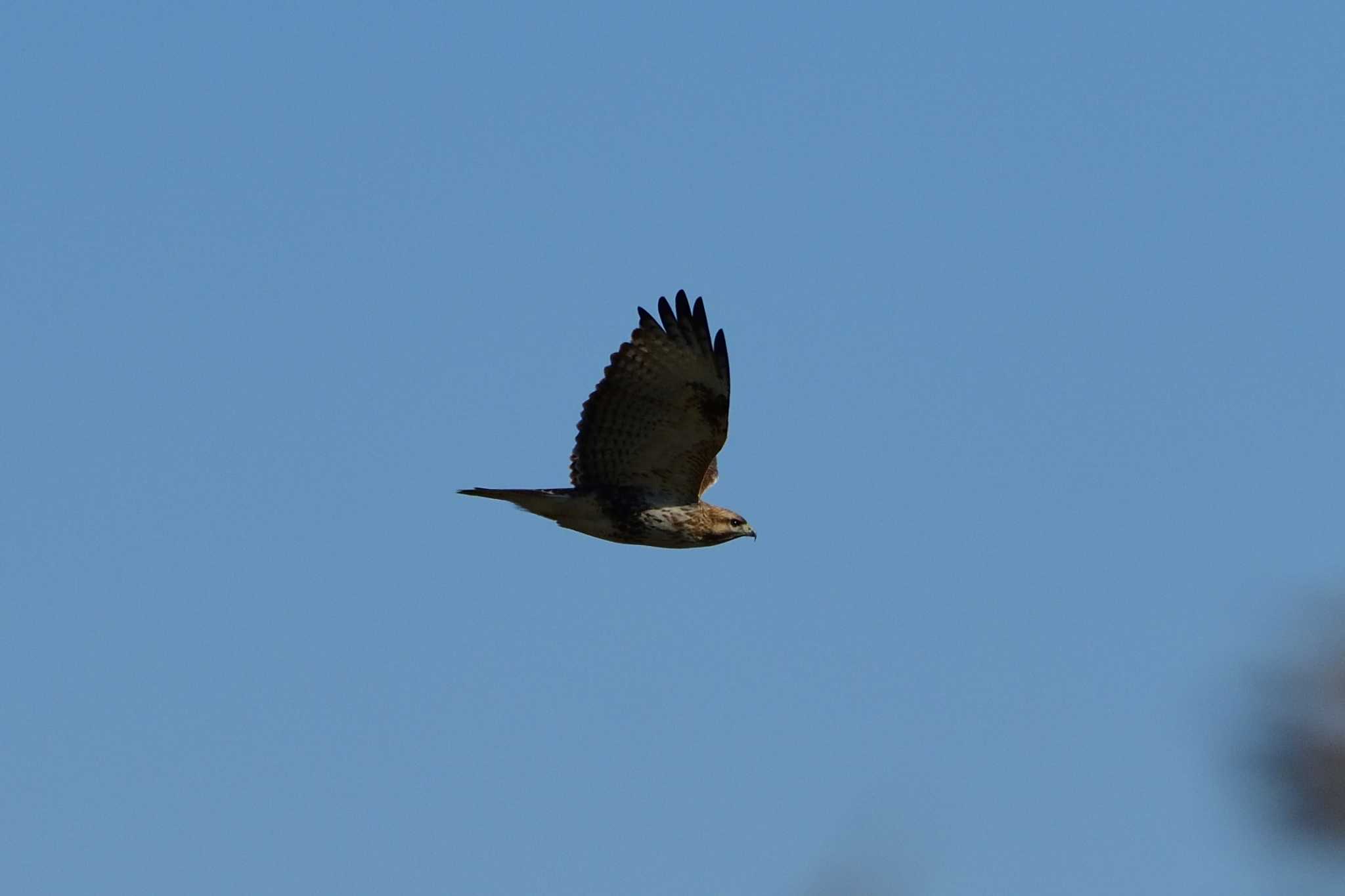 Photo of Eastern Buzzard at 浮島ヶ原自然公園 by ゆう