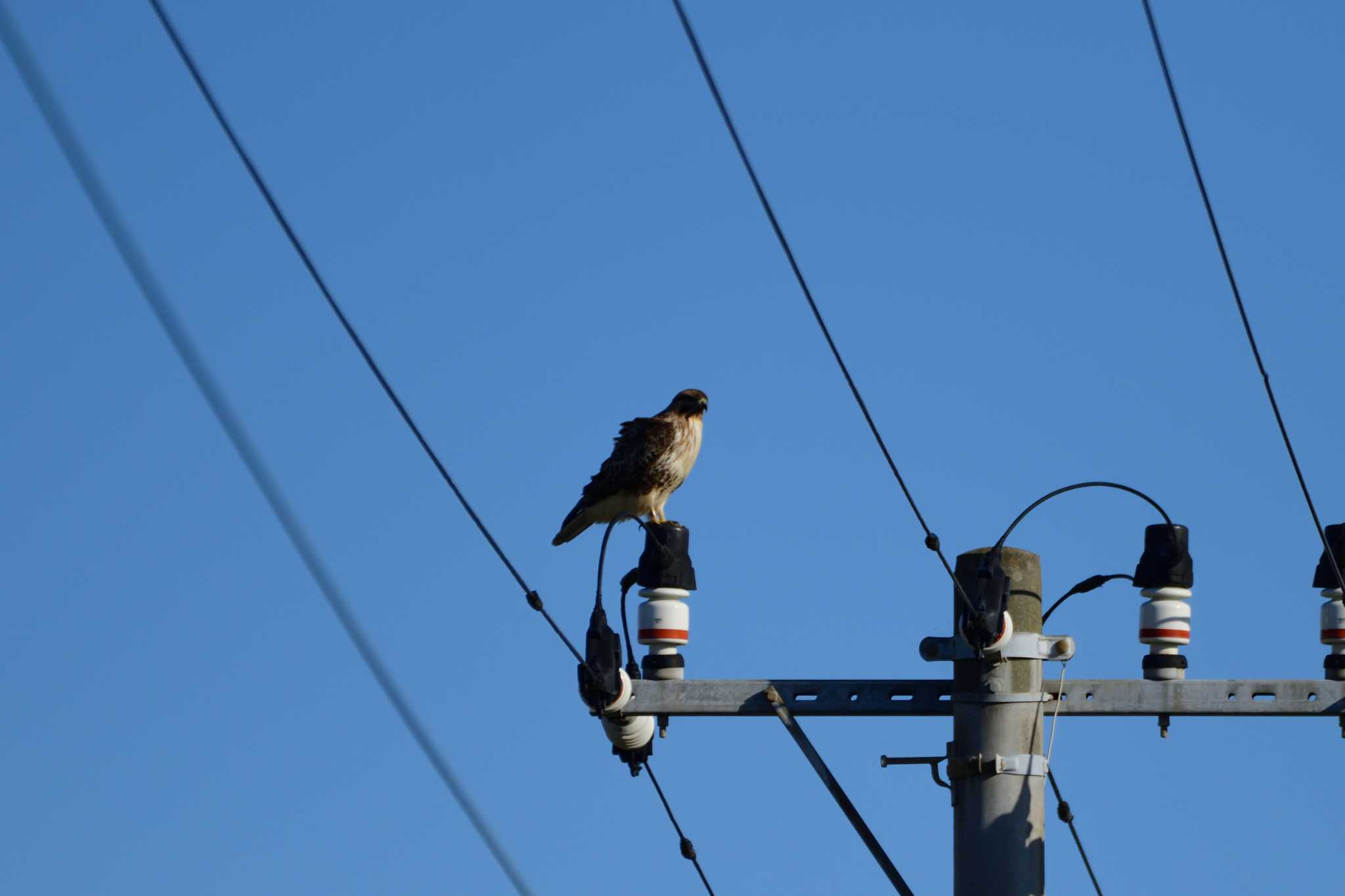 Photo of Eastern Buzzard at 浮島ヶ原自然公園 by ゆう