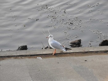 Black-headed Gull 境川遊水地公園 Sun, 12/1/2019