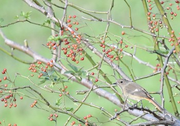 2019年12月1日(日) 野川の野鳥観察記録