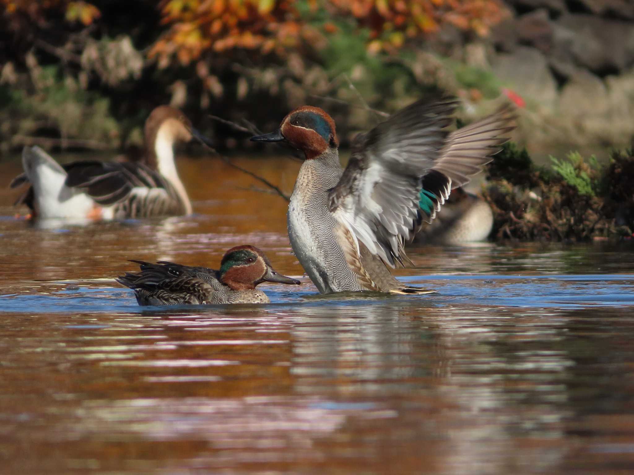 Photo of Eurasian Teal at Oikeshinsui Park by kou