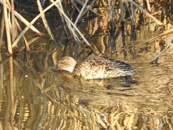 Eurasian Teal 境川遊水地公園 Sun, 12/1/2019