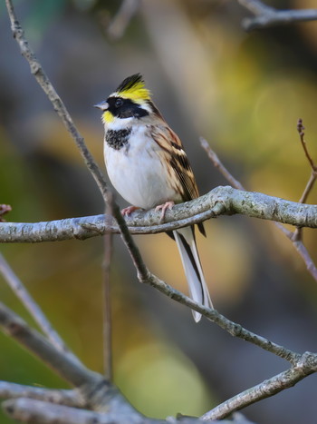 2019年12月1日(日) 兵庫県明石市の野鳥観察記録