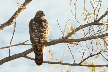 Eurasian Goshawk Unknown Spots Sun, 12/1/2019