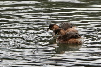 2019年12月1日(日) 東京港野鳥公園の野鳥観察記録