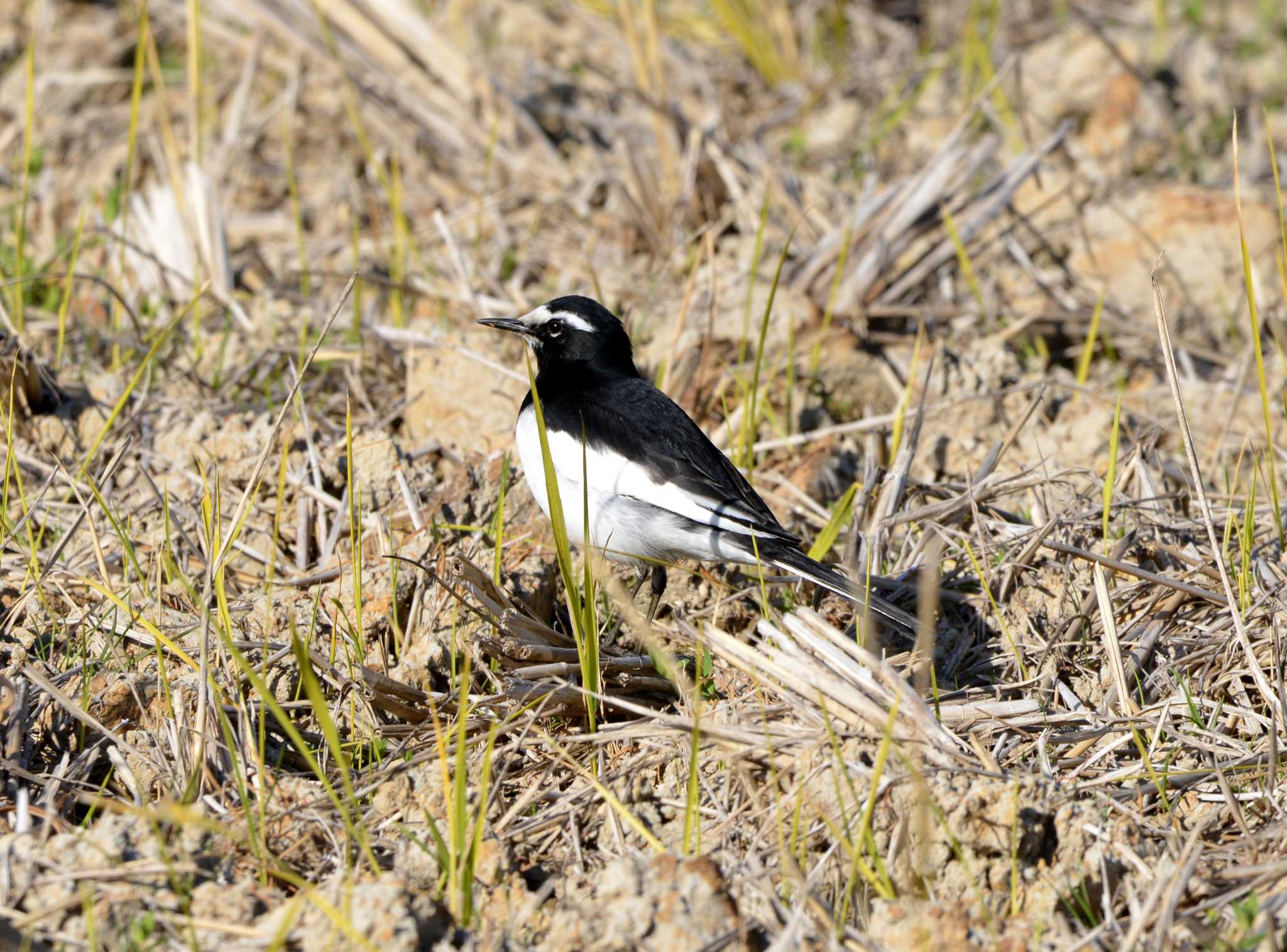 Japanese Wagtail