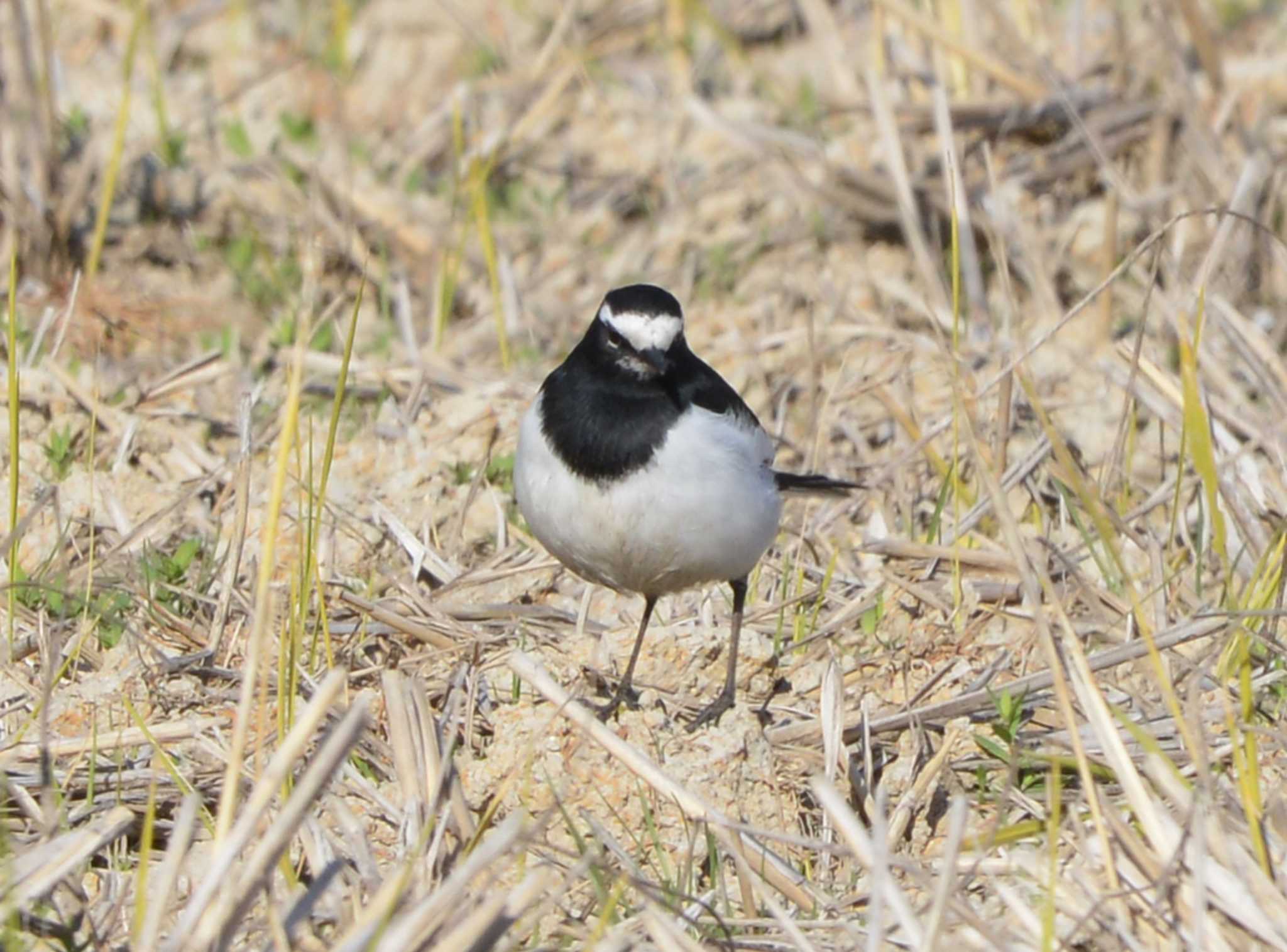 Japanese Wagtail