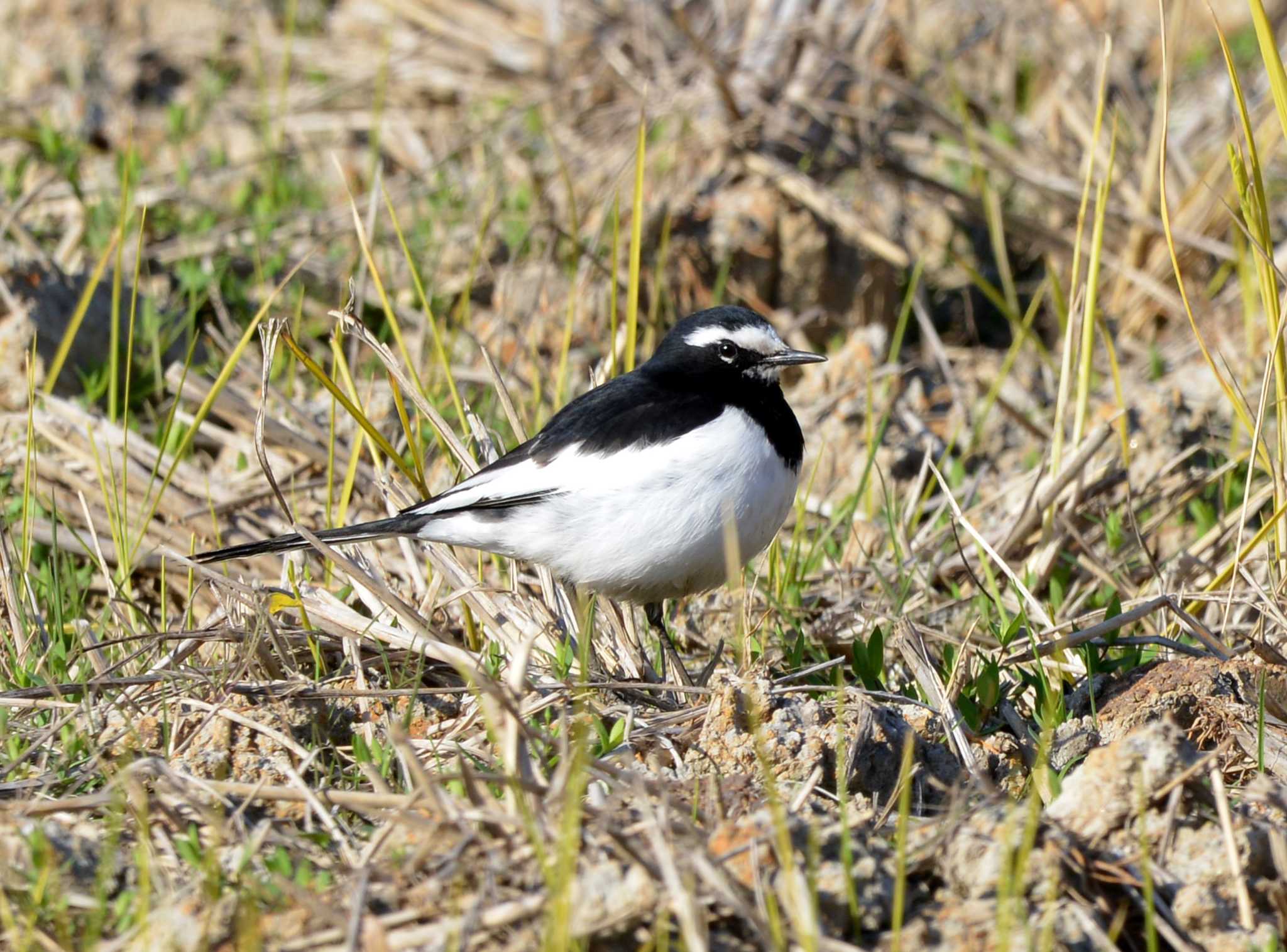 Japanese Wagtail