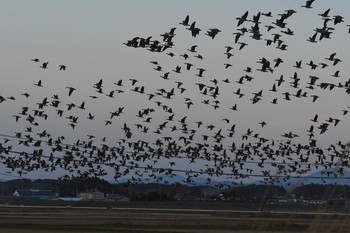 シジュウカラガン 蕪栗沼 2019年11月17日(日)