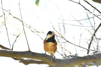 ヤマガラ 舞岡公園 2019年11月5日(火)