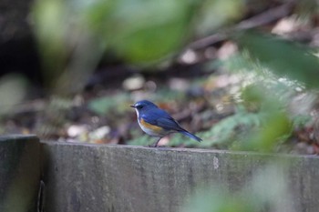 Red-flanked Bluetail Machida Yakushiike Park Sun, 11/24/2019