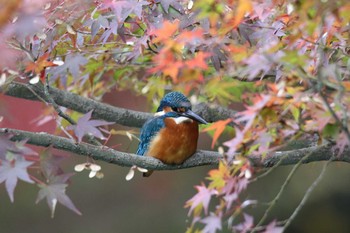 カワセミ 薬師池公園 2019年11月24日(日)