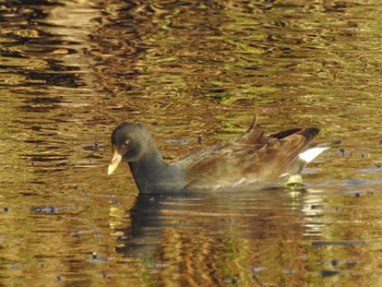 Common Moorhen 境川遊水地公園 Sun, 12/1/2019