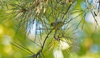 Goldcrest 東京都多摩地域 Mon, 11/18/2019