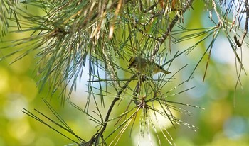 Goldcrest 東京都多摩地域 Mon, 11/18/2019