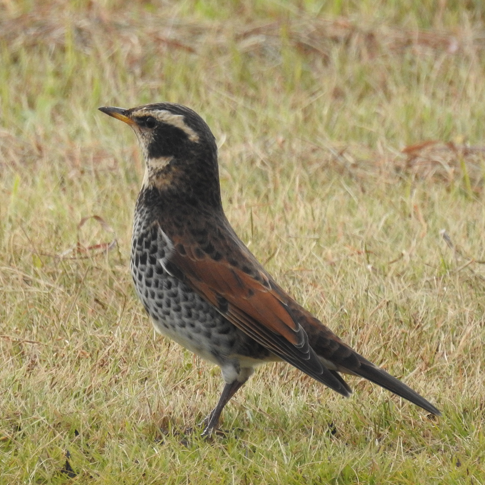 Photo of Dusky Thrush at 牛久沼 by sigsan