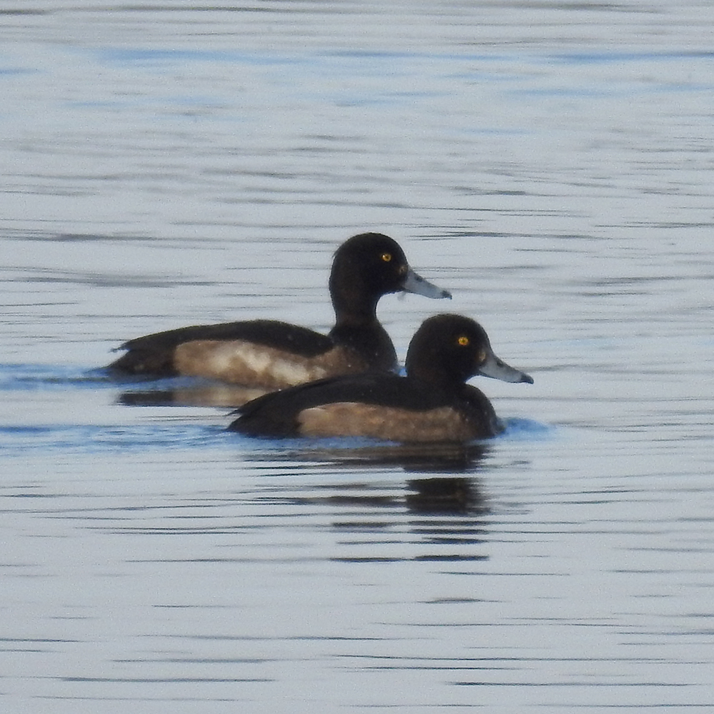 Photo of Greater Scaup at 牛久沼 by sigsan