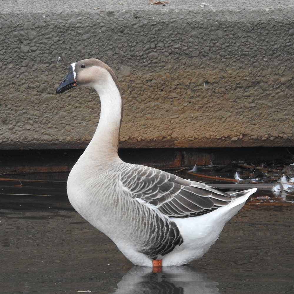 Photo of シナガチョウ at 牛久沼 by sigsan