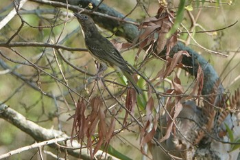 Olive-backed Oriole Iron Range National Park Fri, 10/11/2019