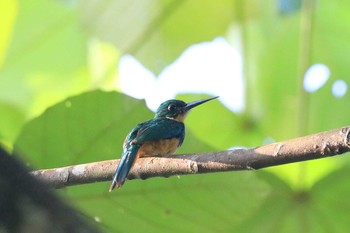 Rufous-tailed Jacamar Selva Verde Lodge Wed, 9/25/2019