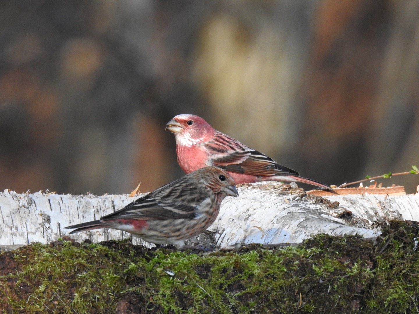 Photo of Pallas's Rosefinch at 埼玉県 by なおんなおん