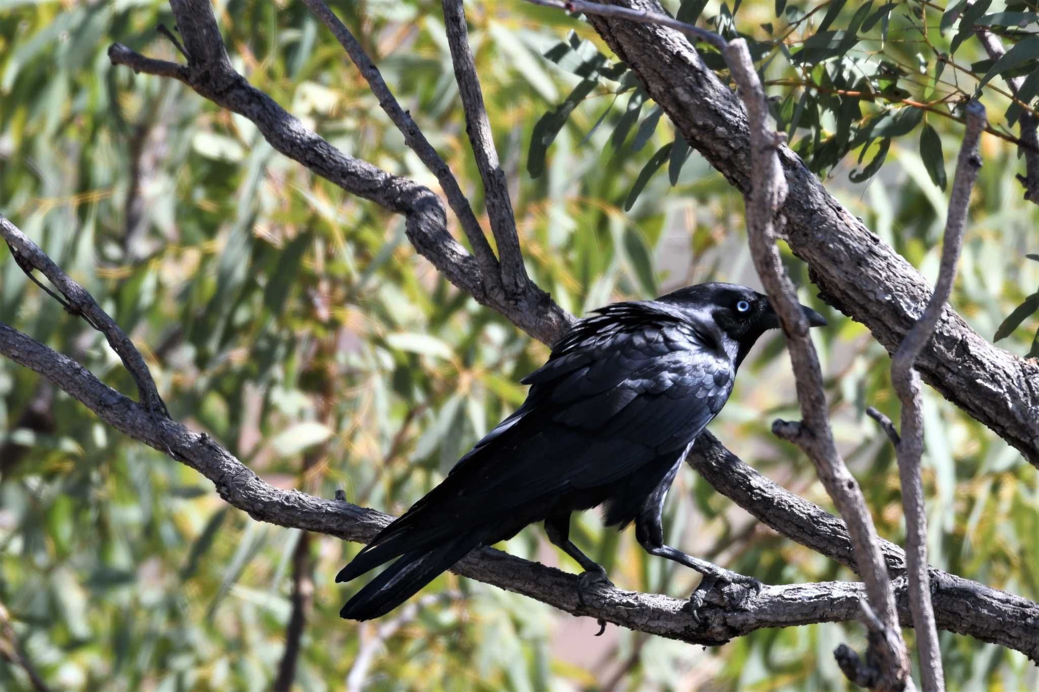 Torresian Crow