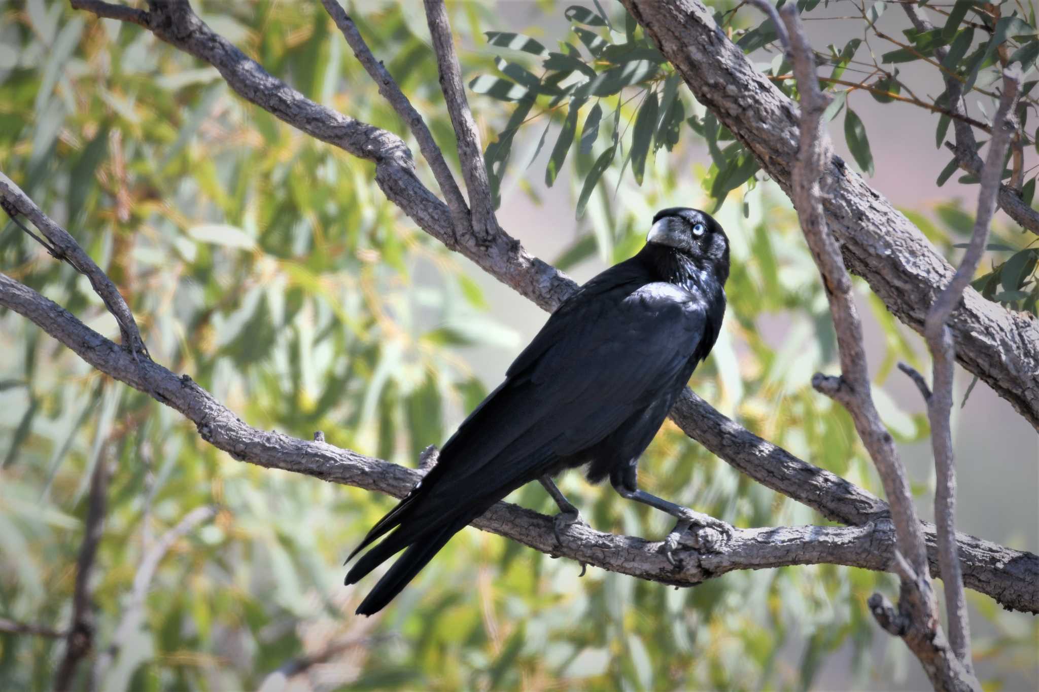 Torresian Crow