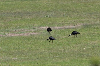 Straw-necked Ibis オーストラリア,ケアンズ～アイアインレンジ Sun, 10/20/2019