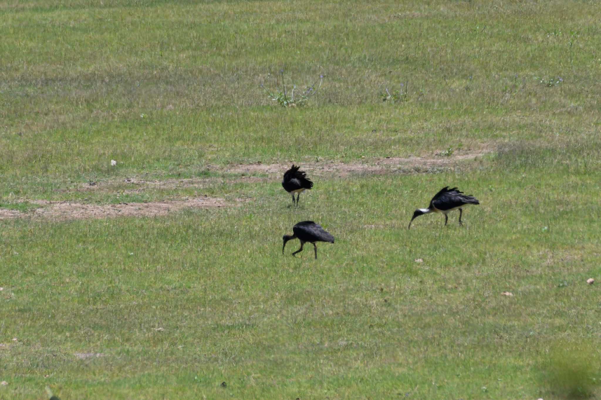 Photo of Straw-necked Ibis at オーストラリア,ケアンズ～アイアインレンジ by でみこ