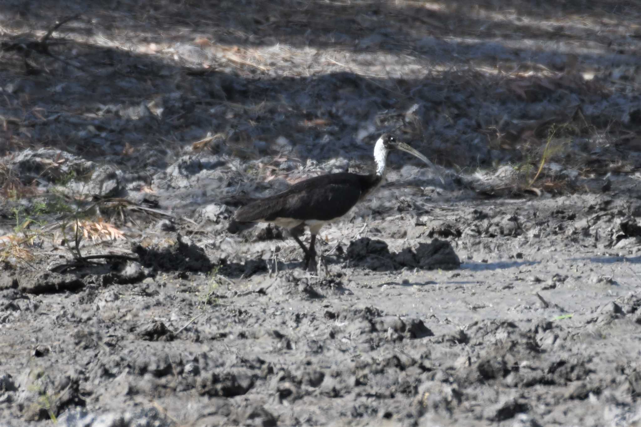 Photo of Straw-necked Ibis at オーストラリア,ケアンズ～アイアインレンジ by でみこ