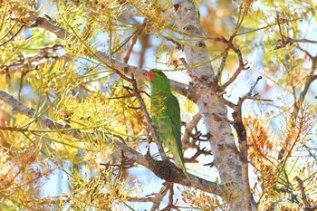 Scaly-breasted Lorikeet ケアンズ Sat, 10/12/2019