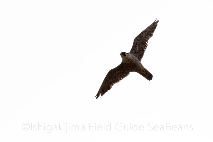 石垣島 ハヤブサの写真 by 石垣島バードウオッチングガイドSeaBeans