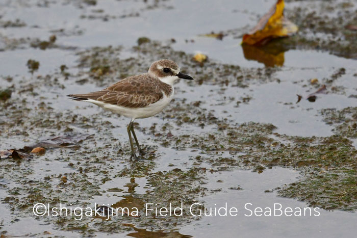 Photo of Greater Sand Plover at Ishigaki Island by 石垣島バードウオッチングガイドSeaBeans