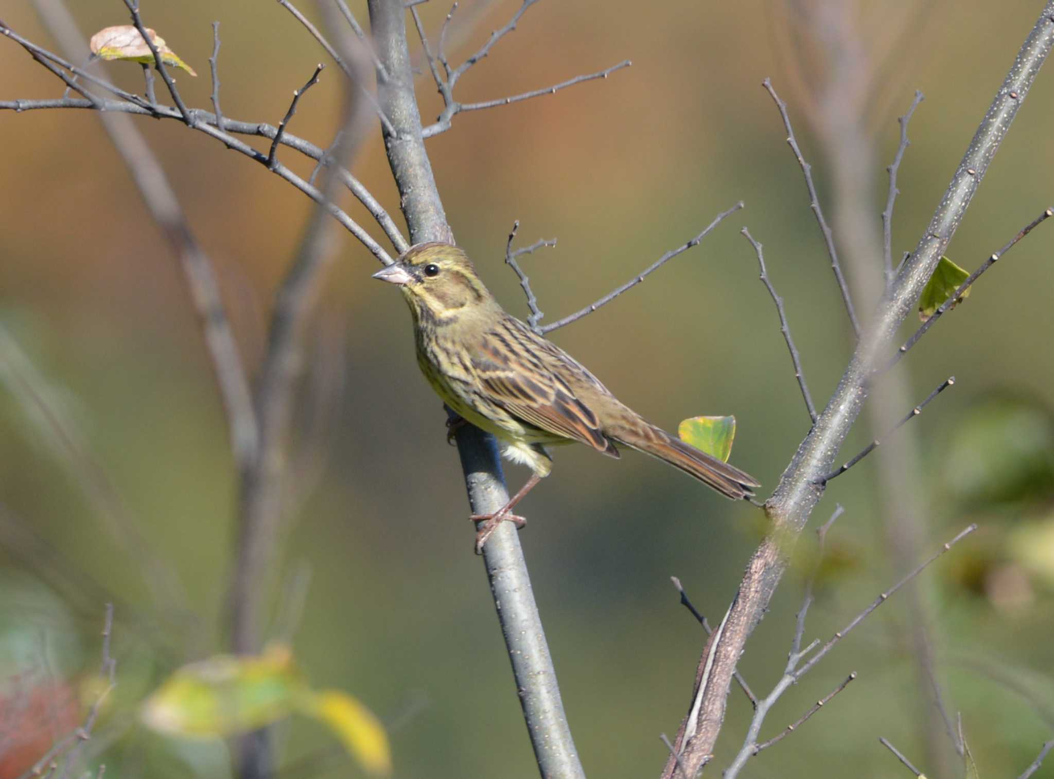 Masked Bunting