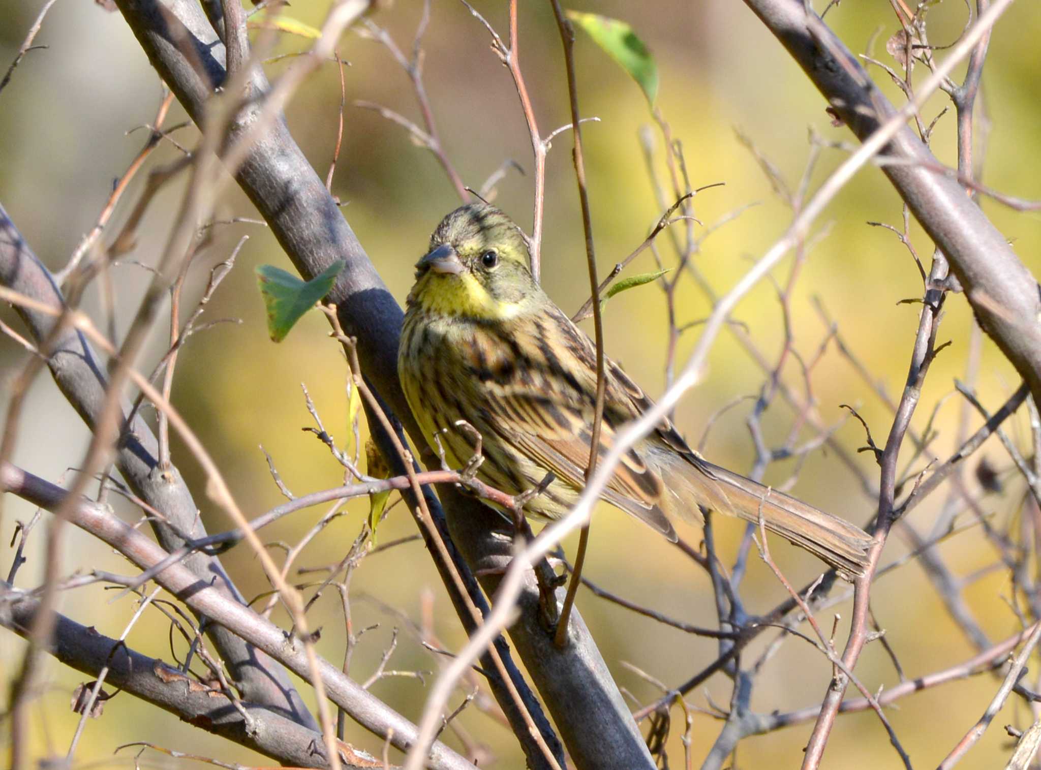 Masked Bunting