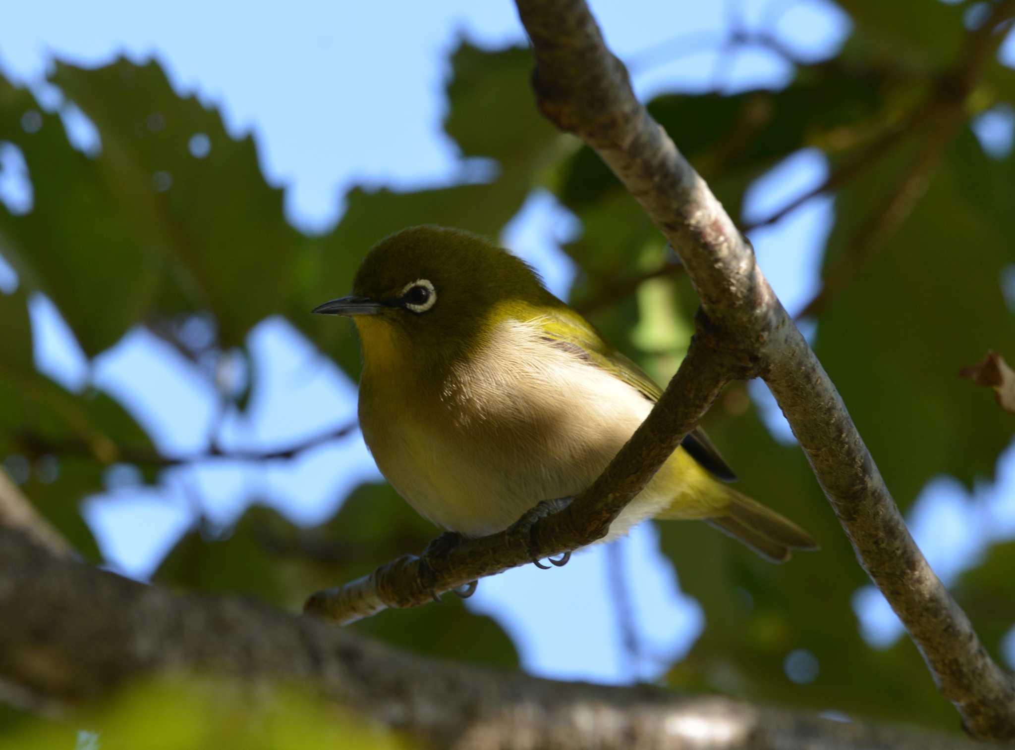 Warbling White-eye