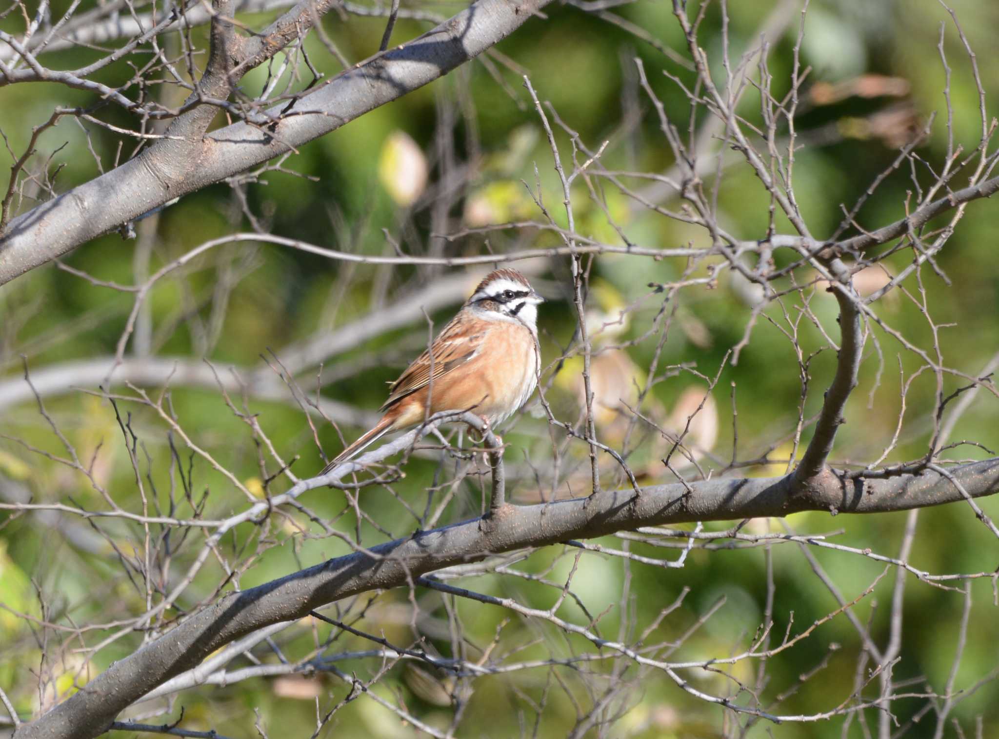 Meadow Bunting