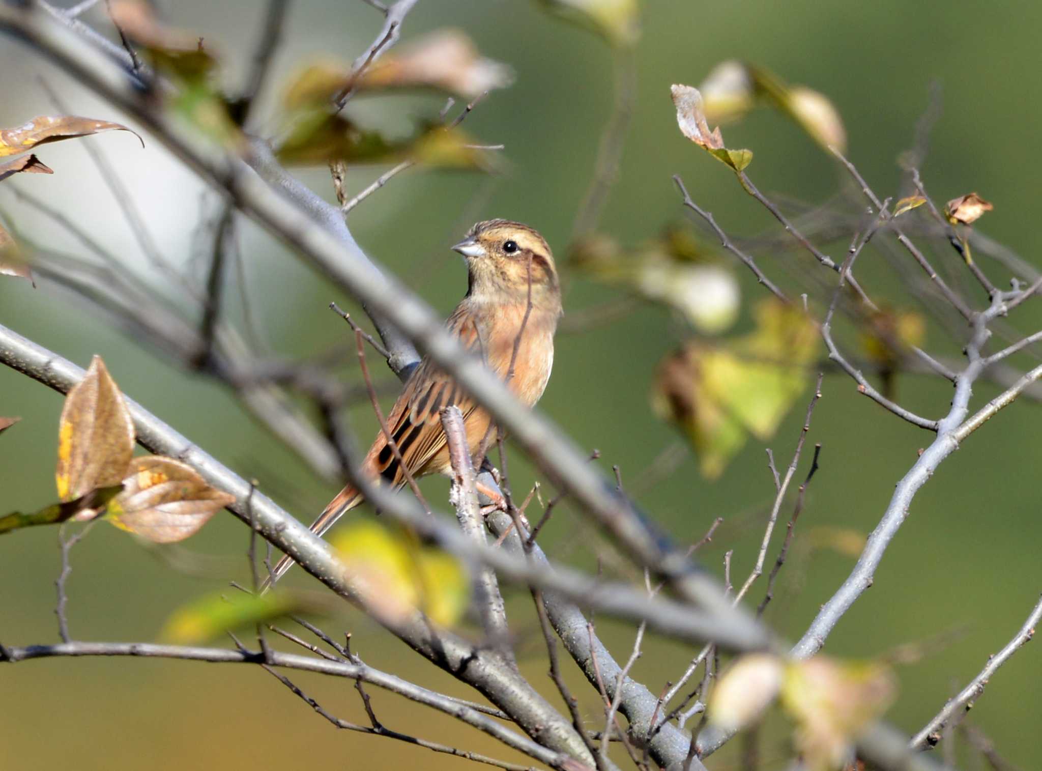 Meadow Bunting