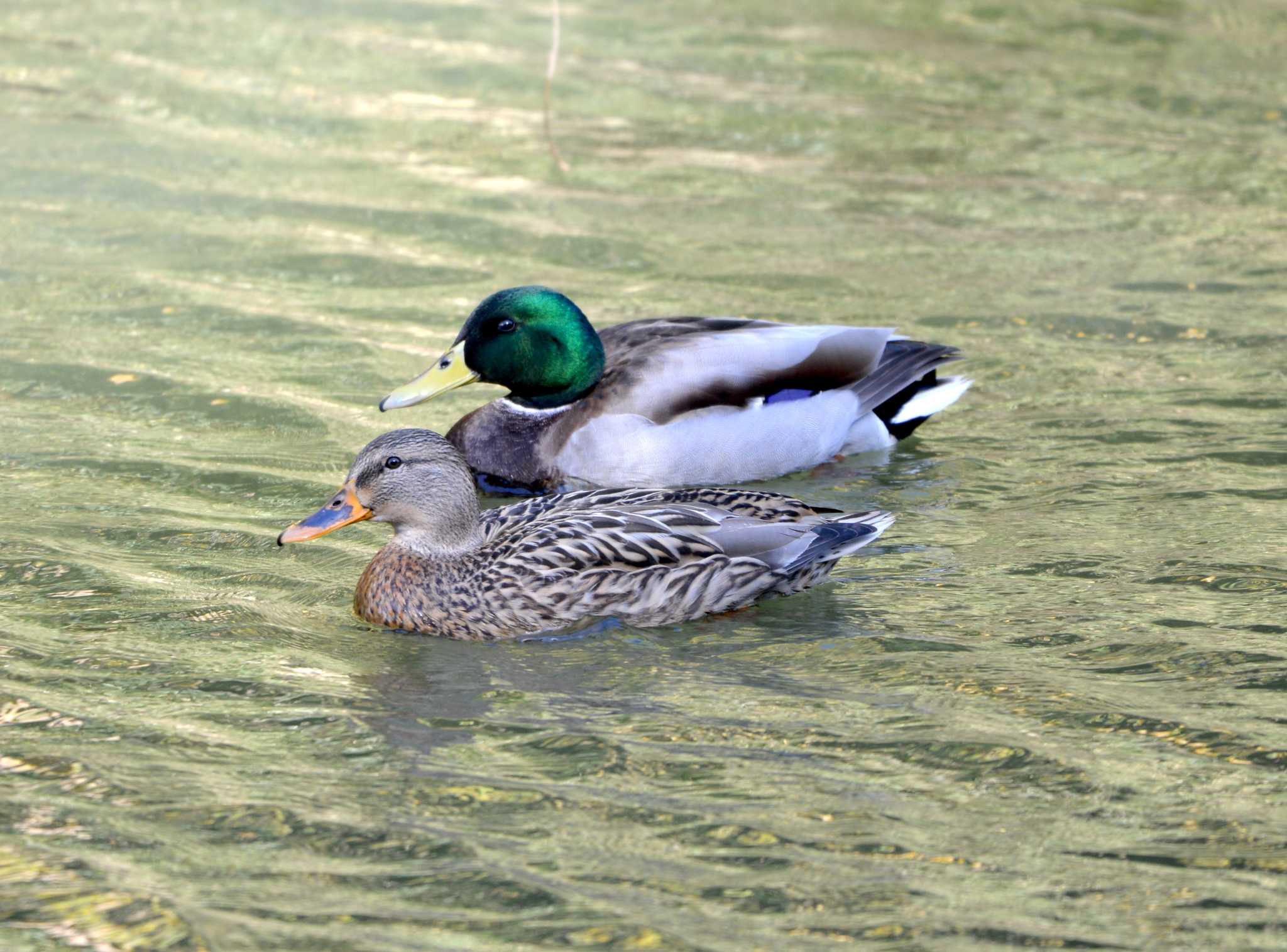 Mallard