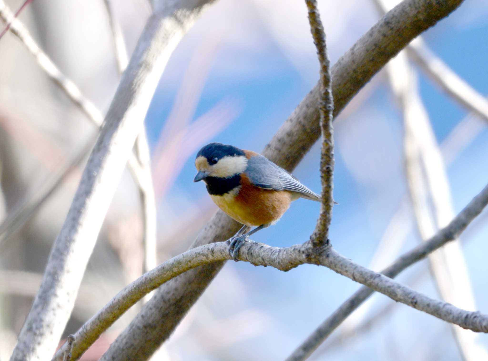 Varied Tit