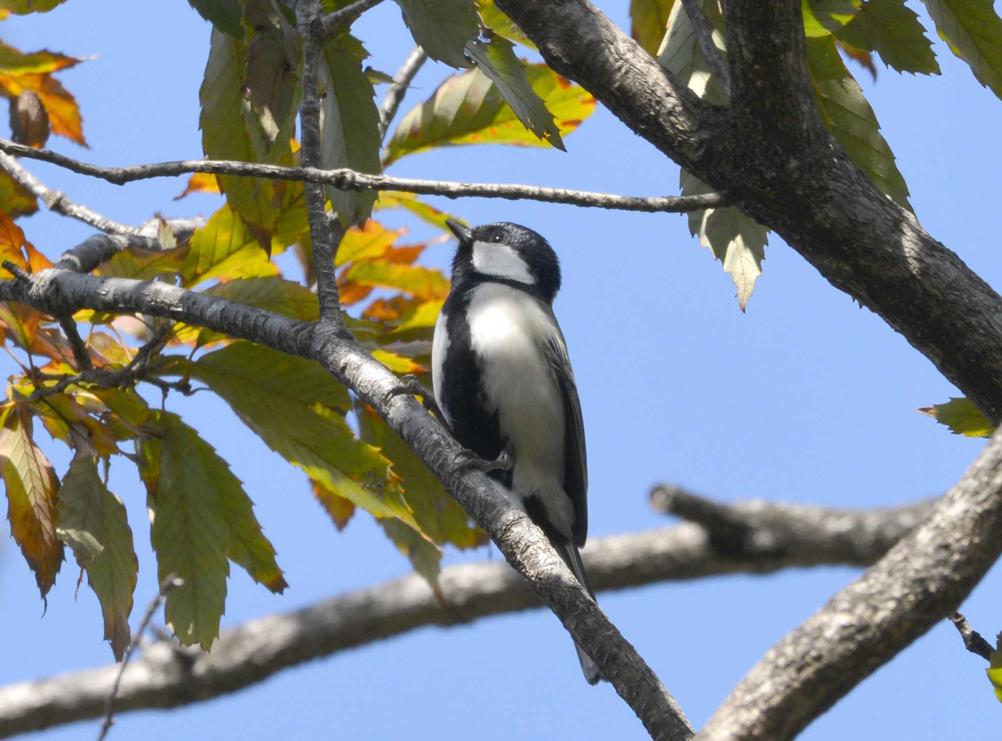 Japanese Tit