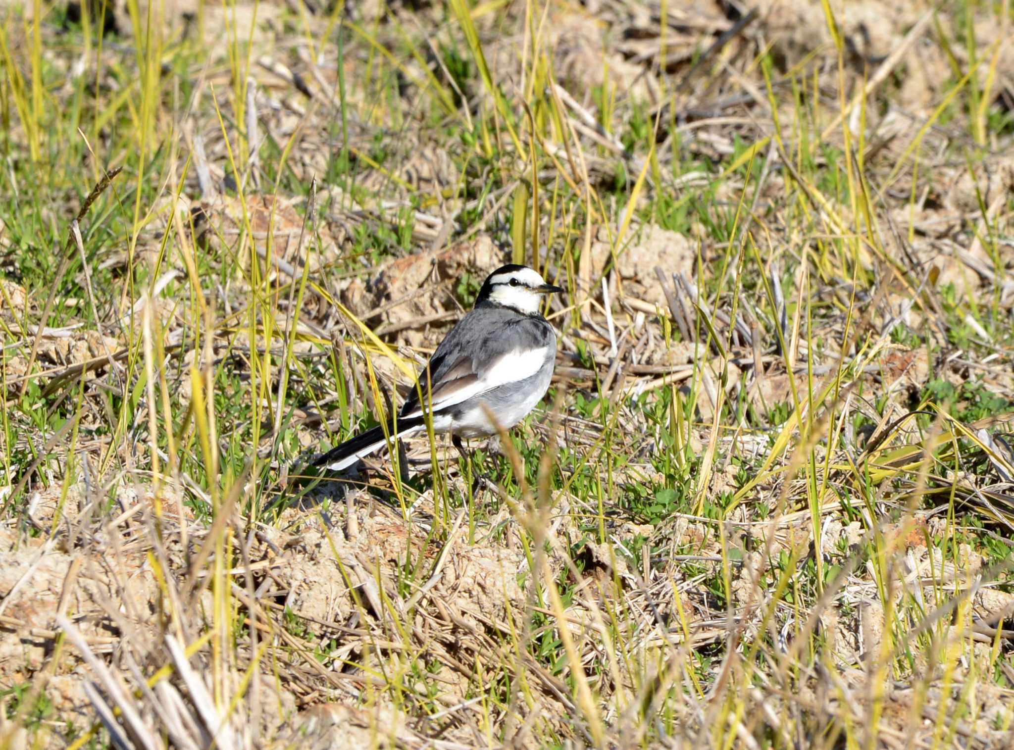 White Wagtail