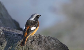 Daurian Redstart 東京都多摩地域 Mon, 11/25/2019