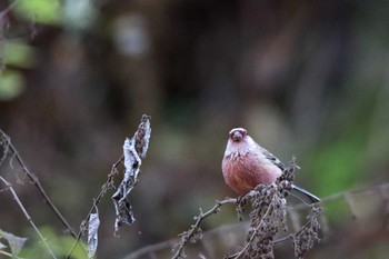 Siberian Long-tailed Rosefinch Hayatogawa Forest Road Sat, 11/30/2019