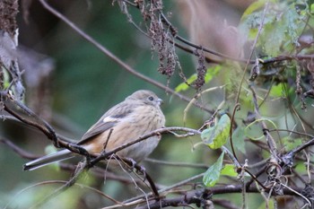 Siberian Long-tailed Rosefinch Hayatogawa Forest Road Sat, 11/30/2019