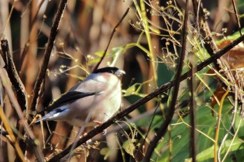 Eurasian Bullfinch Hayatogawa Forest Road Sat, 11/30/2019