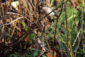 Eurasian Bullfinch Hayatogawa Forest Road Sat, 11/30/2019