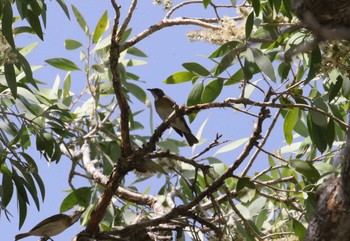 Rufous-banded Honeyeater Iron Range National Park Sat, 10/19/2019