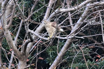 オオタカ 葛西臨海公園 2019年12月3日(火)